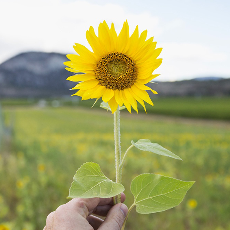 Italgas: CDP (Carbon Disclosure Project) conferma score “B” per la lotta al cambiamento climatico