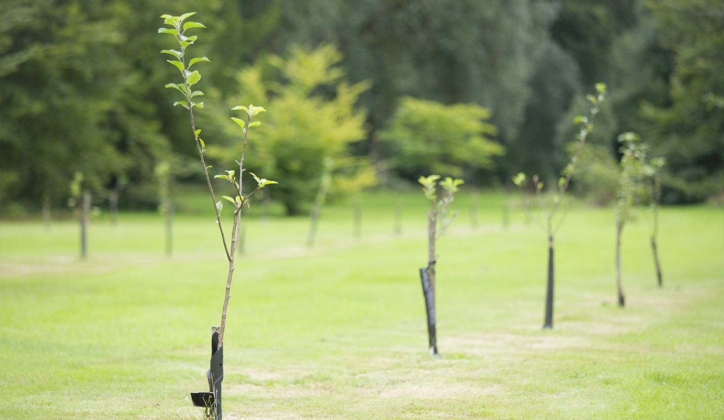 Alberi giovani piantati in fila su un prato verde, iniziativa Click To Be Green di Italgas per l'ambiente.
