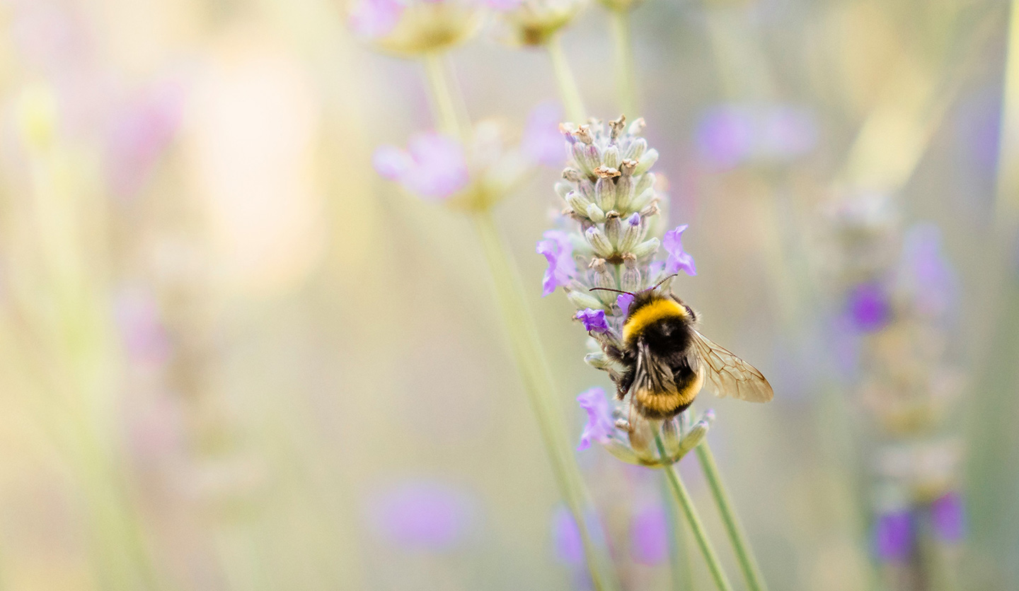 Immagine di ape su fiore di lavanda, simboleggia impegno Italgas per biodiversità e ecosistemi.